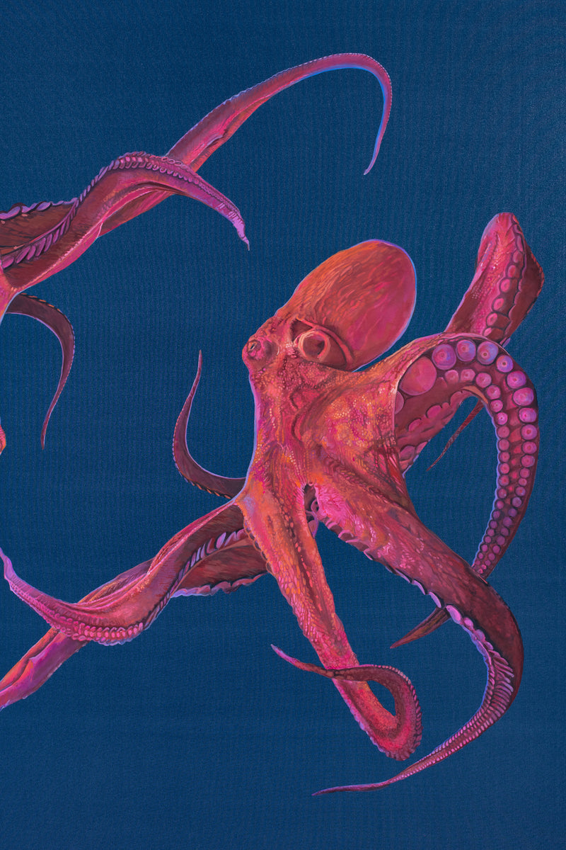 Study No. 1 (Octopi)