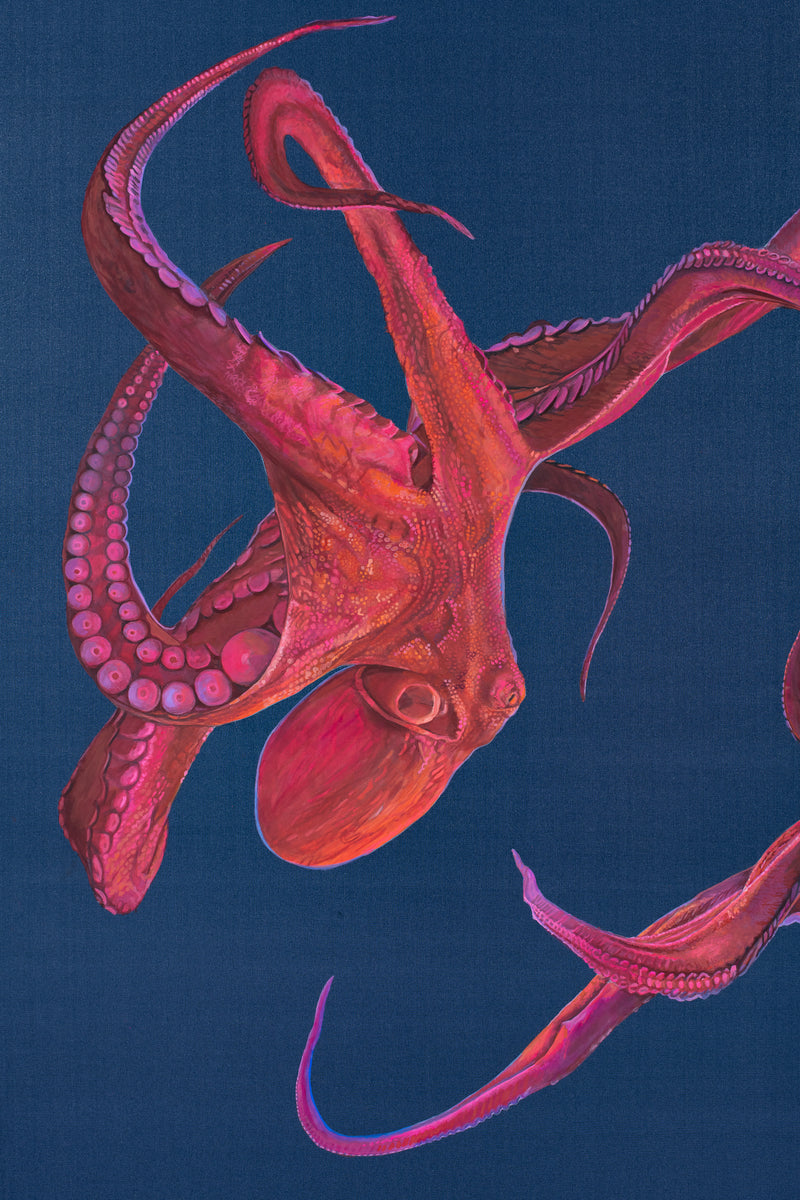 Study No. 1 (Octopi)