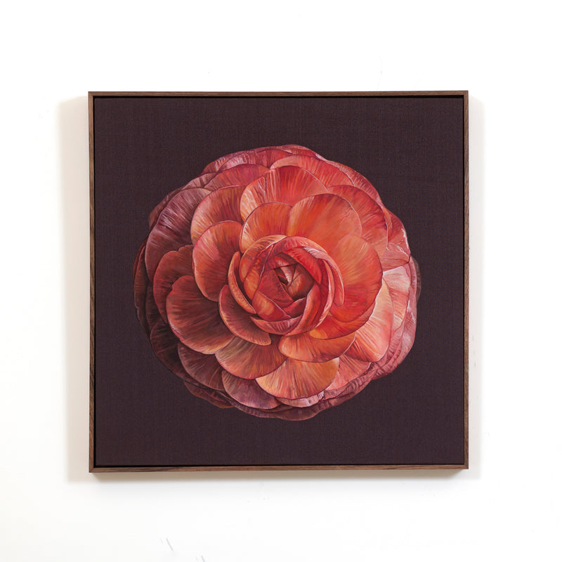 Ranunculus