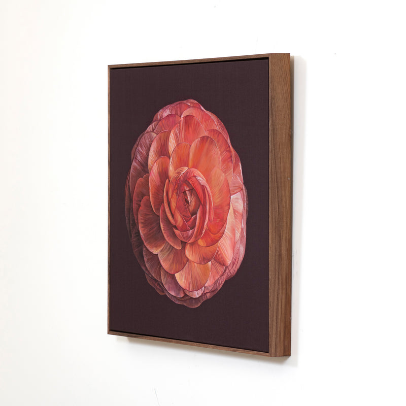 Ranunculus
