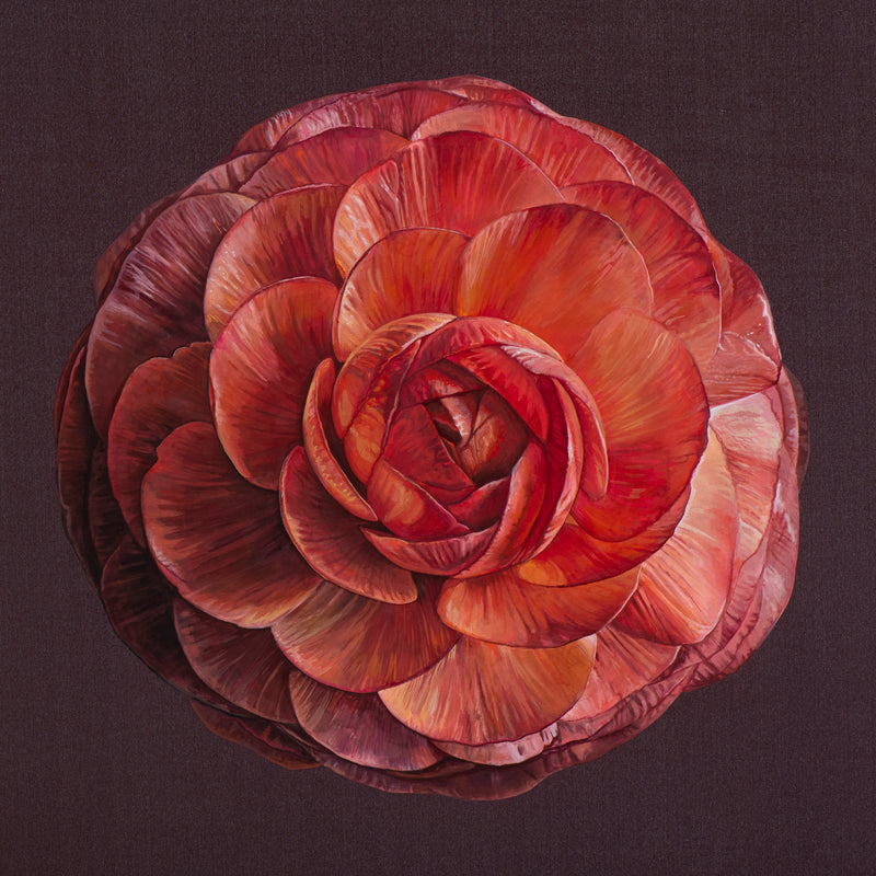 Ranunculus