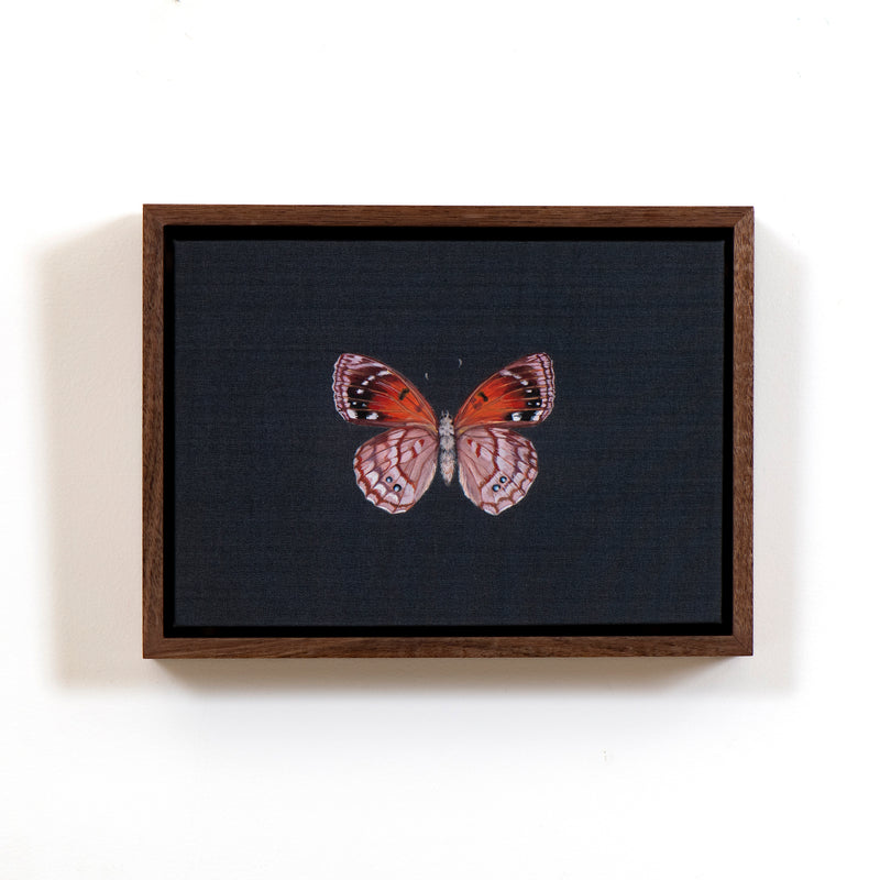Dingy Emperor Butterfly