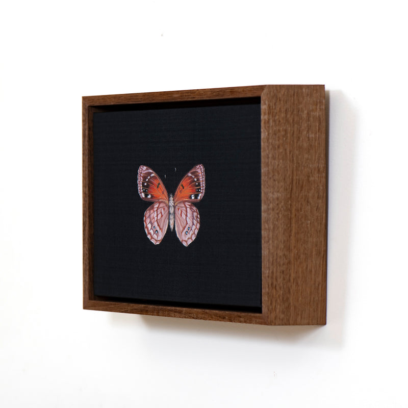 Dingy Emperor Butterfly
