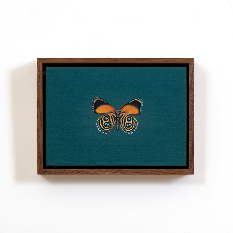 Eunomia Eighty-Eight Butterfly