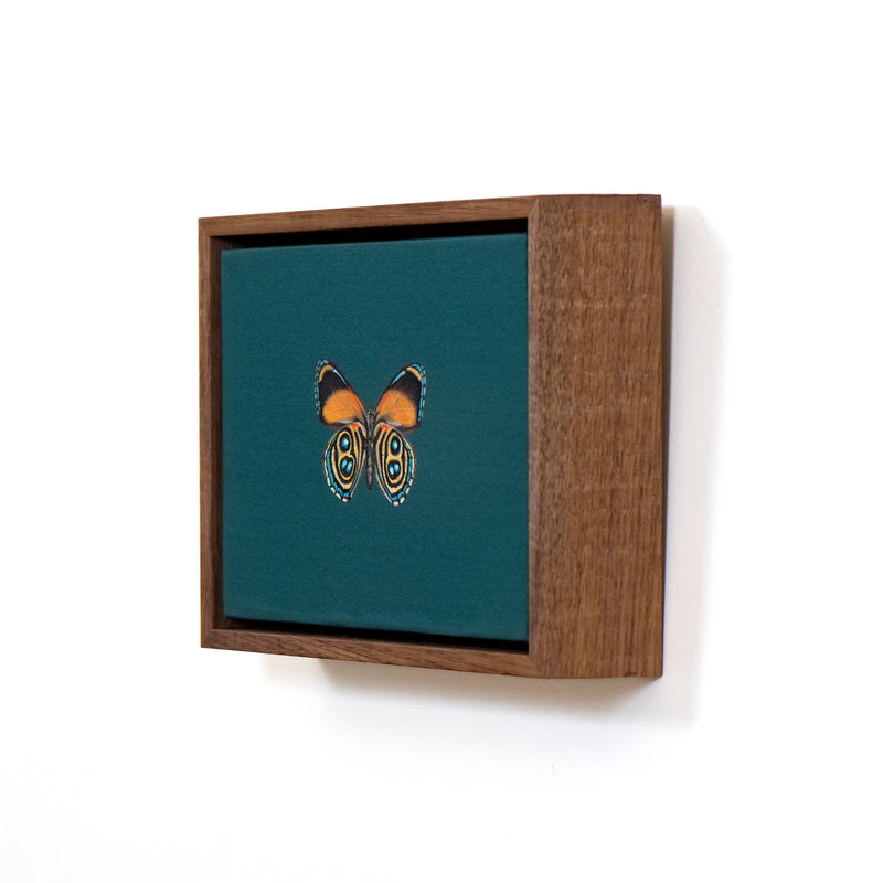 Eunomia Eighty-Eight Butterfly