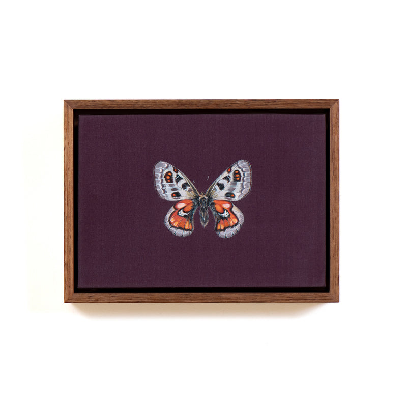 Parnassias Snow Apollo Butterfly Brazil