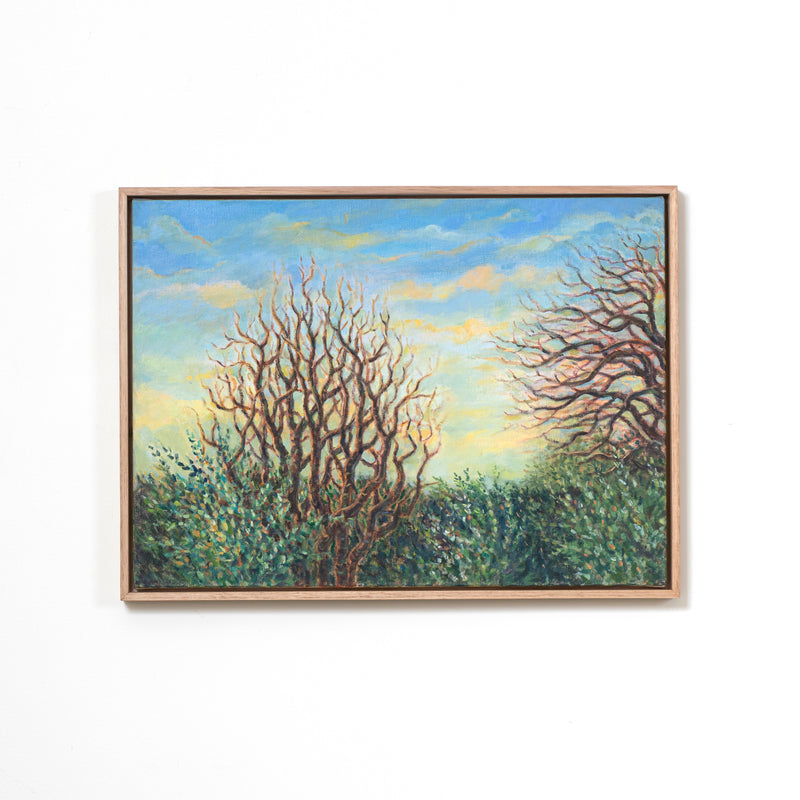 Mulberry, Olives And Plum Tree With Cypress Hedge