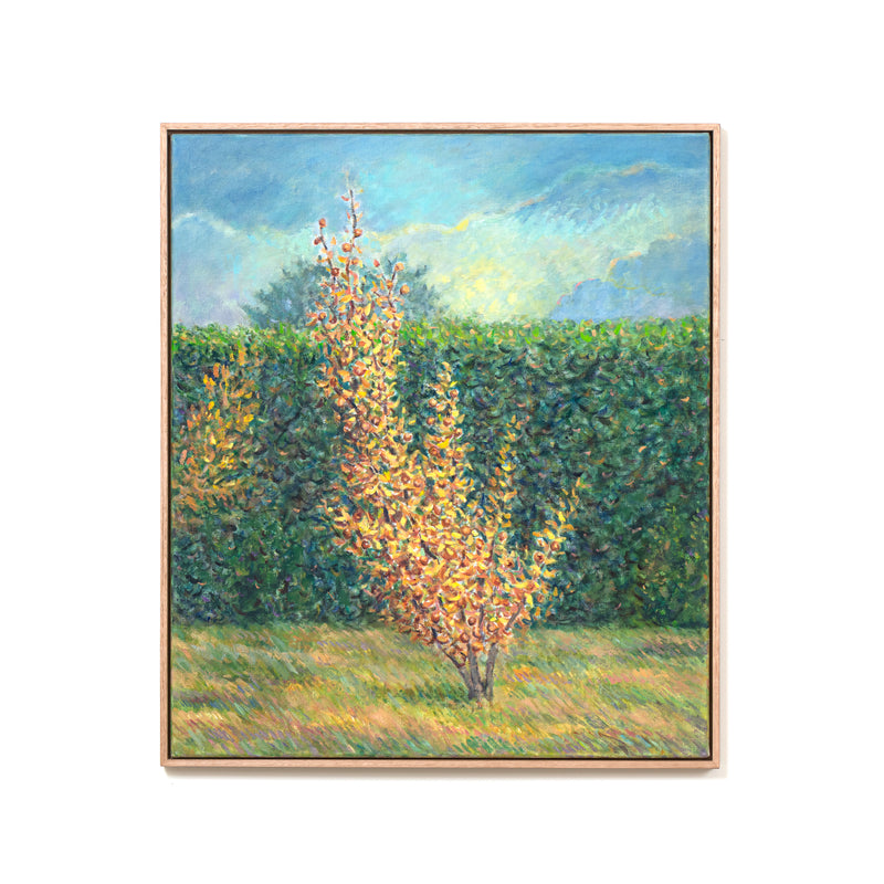 Medlar Tree In Autumn