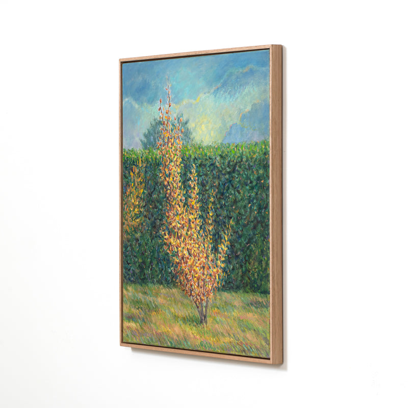 Medlar Tree In Autumn