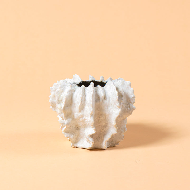 Dancing Murex With Deep Sea Interior