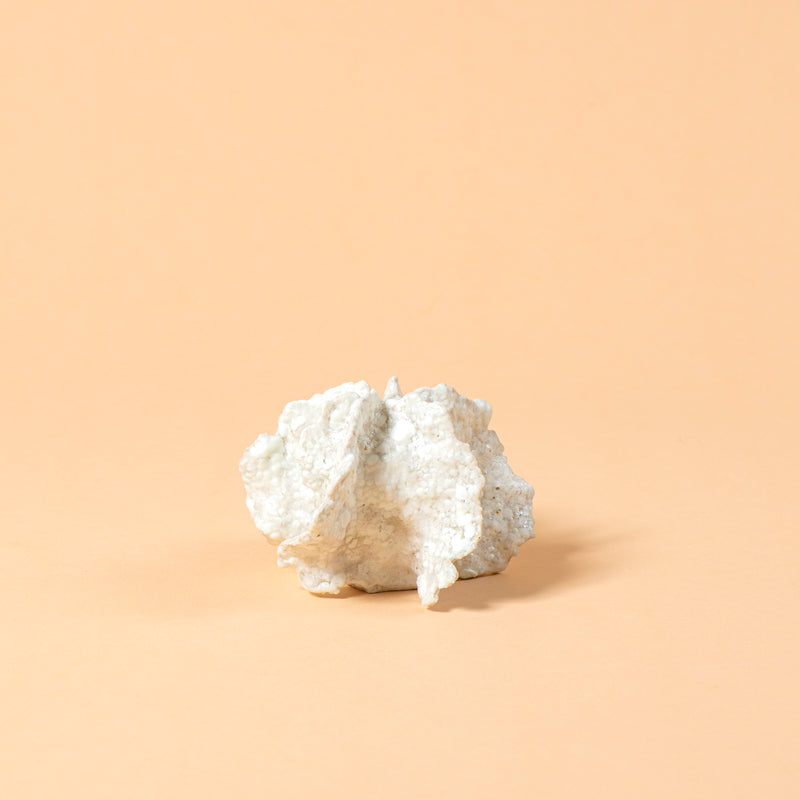 Camouflaged Hapalochlaena