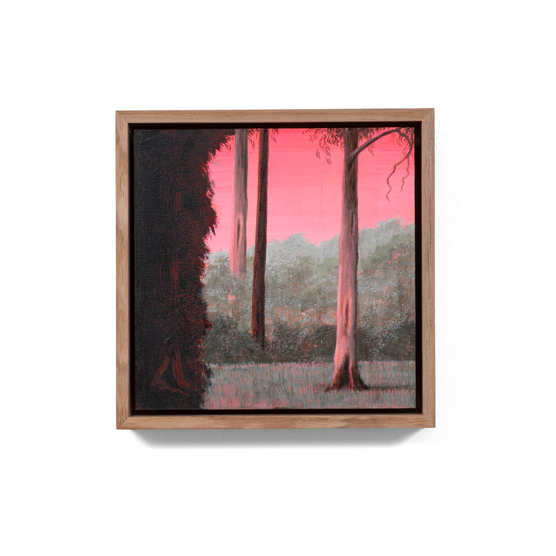 Still, Forest: Remnant Blush, Otways (3)