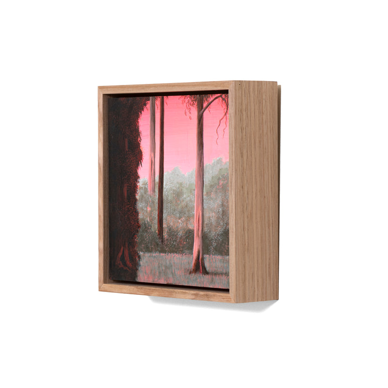 Still, Forest: Remnant Blush, Otways (3)