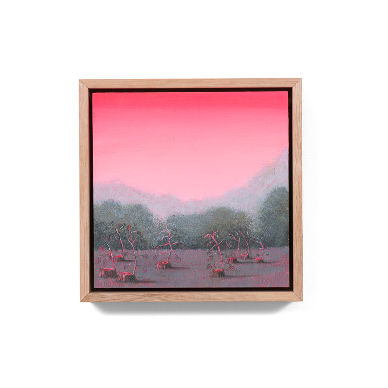 Still, Forest: Remnant Blush, Otways (6)