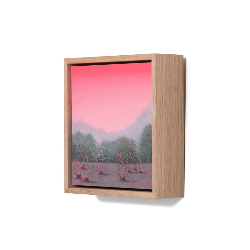 Still, Forest: Remnant Blush, Otways (6)