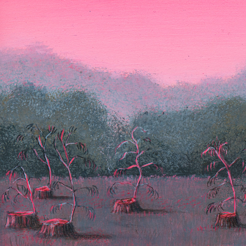 Still, Forest: Remnant Blush, Otways (6)