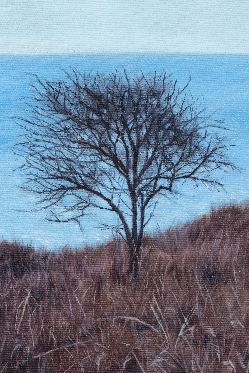 Fairy Tree Beside The Sea