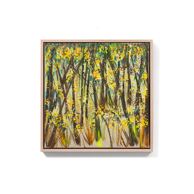Ironbark Forest Filled With Gold