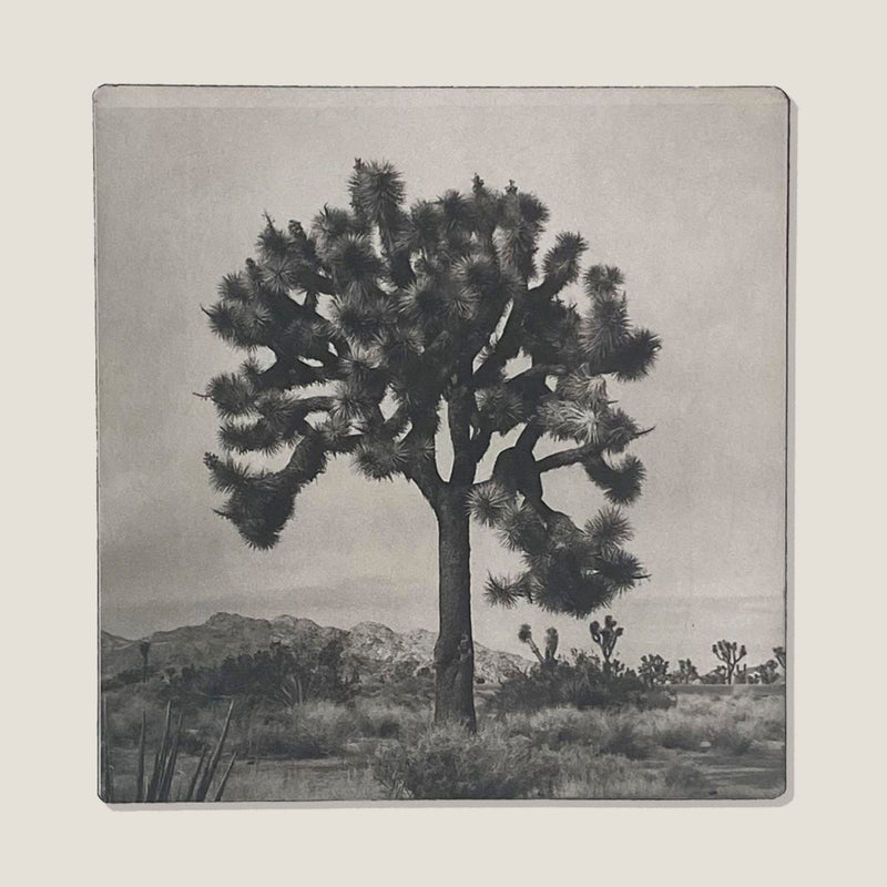 Joshua Tree