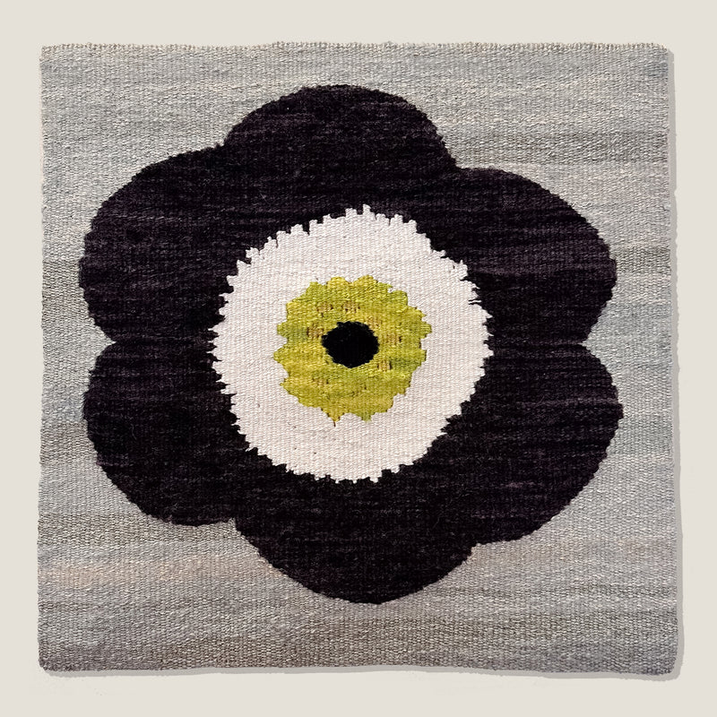 Primula Auricula, Black