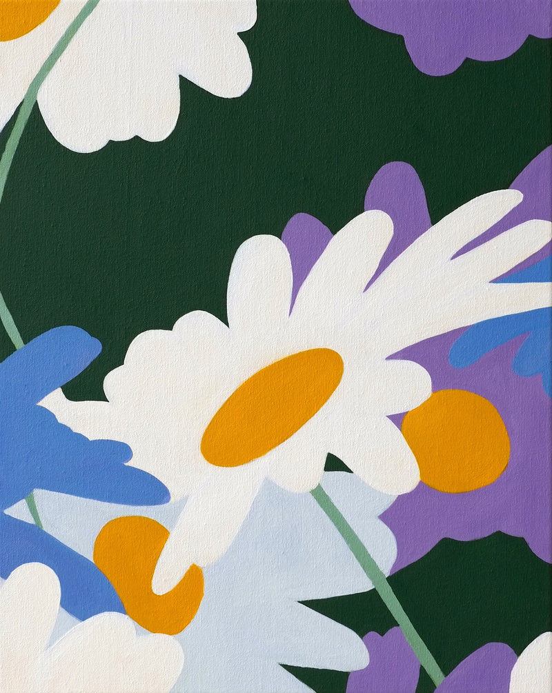 Swan River Daisy (Mr Fothergill's) - Boom Gallery