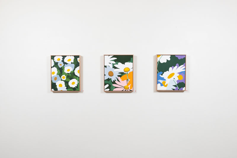 Swan River Daisy (Mr Fothergill's) - Boom Gallery