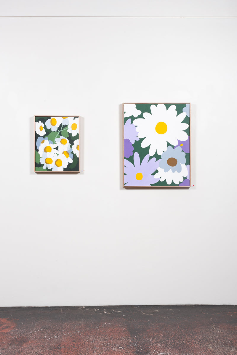 Swan River Daisy (Australian Wildflower Seeds) - Boom Gallery