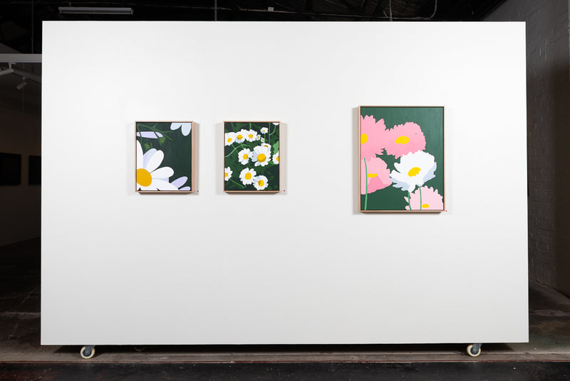 Swan River Daisy (D.T. Brown) - Boom Gallery