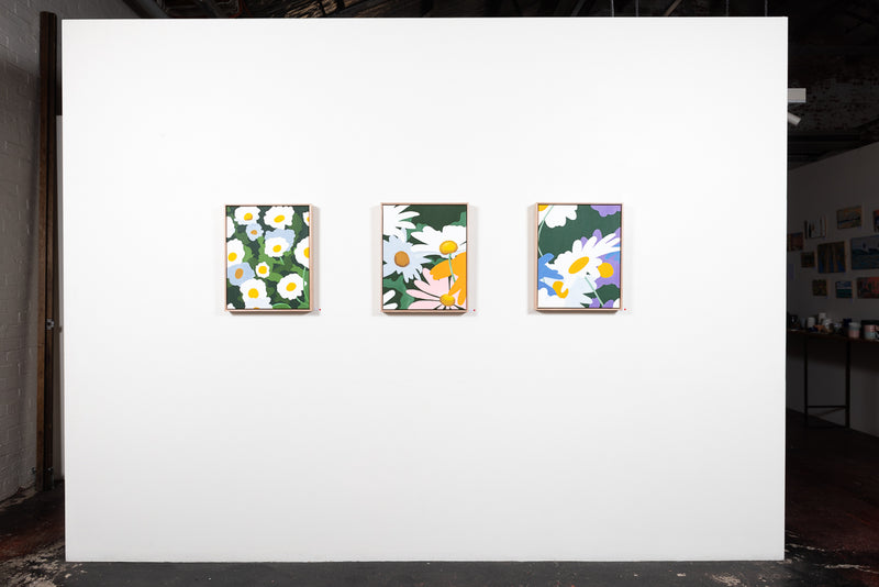 Swan River Daisy (Mr Fothergill's) - Boom Gallery