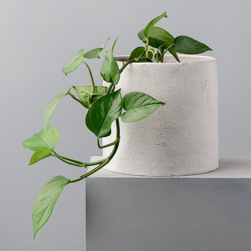 Small Planter (White Crackle)