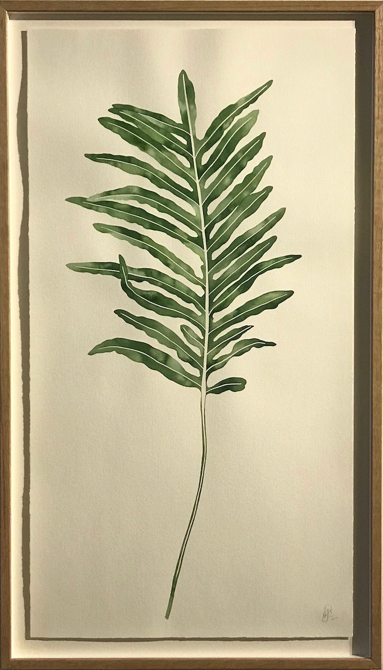 Blue Star Fern II - Boom Gallery