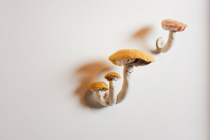 Only Fields & Trees (Peach Mushroom) - Boom Gallery