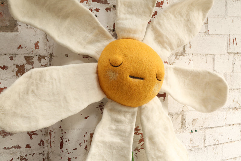 Now it's all Covered with Daisies - Boom Gallery