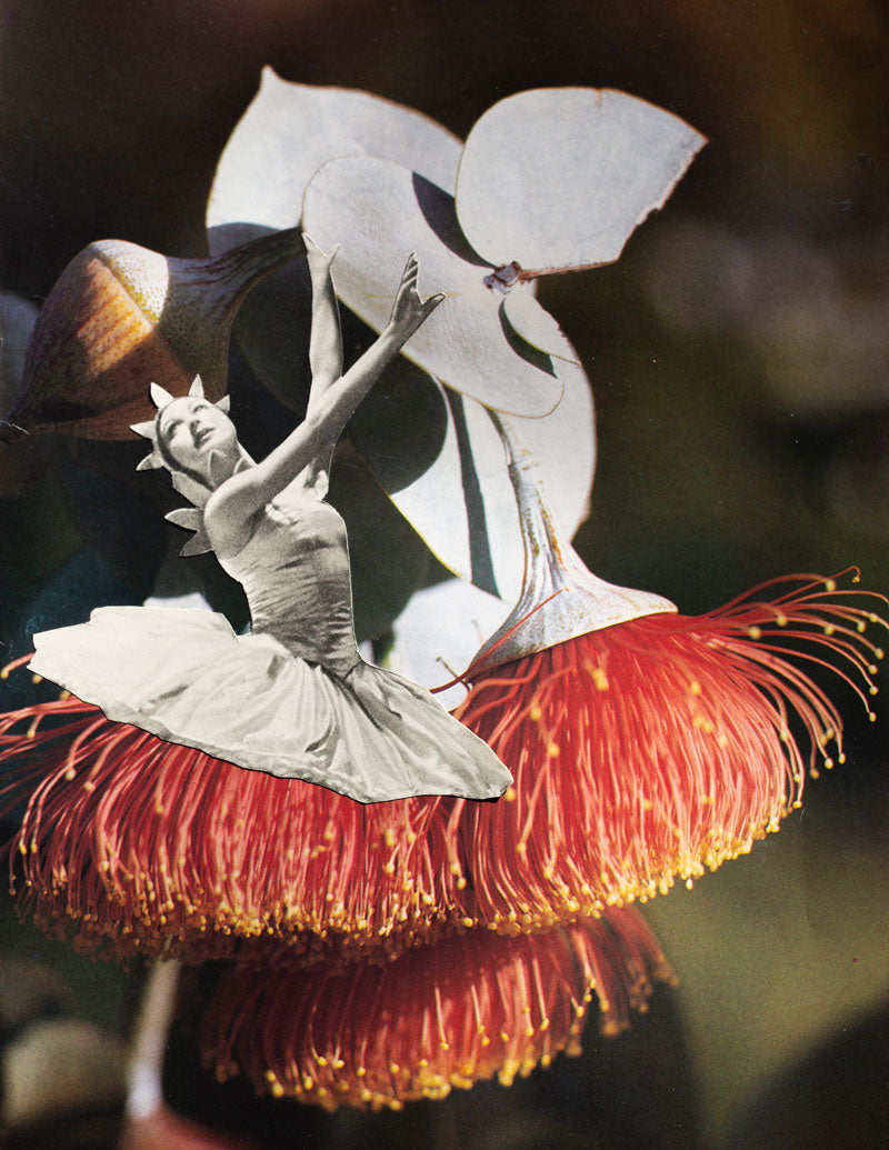 Dance Of The Flowering Gum - Boom Gallery