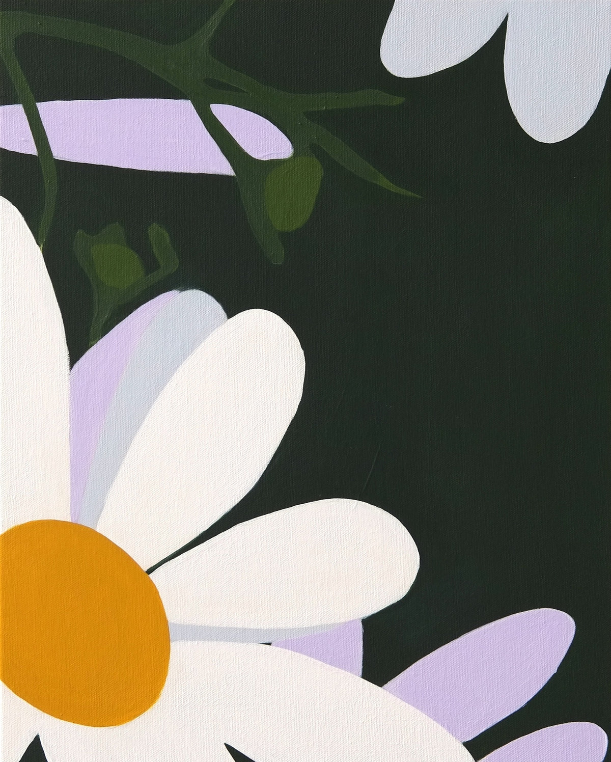 Swan River Daisy (D.T. Brown)